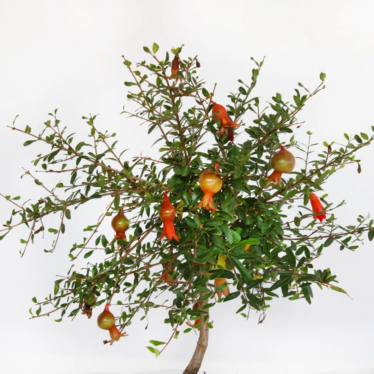 KENTIS - Bonsai di Melograno - Punica Granatum - Piante Vere da Frutto da Esterno - Giardino Balcone Terrazzo - H 25-35 cm Vaso in Ceramica 19 cm