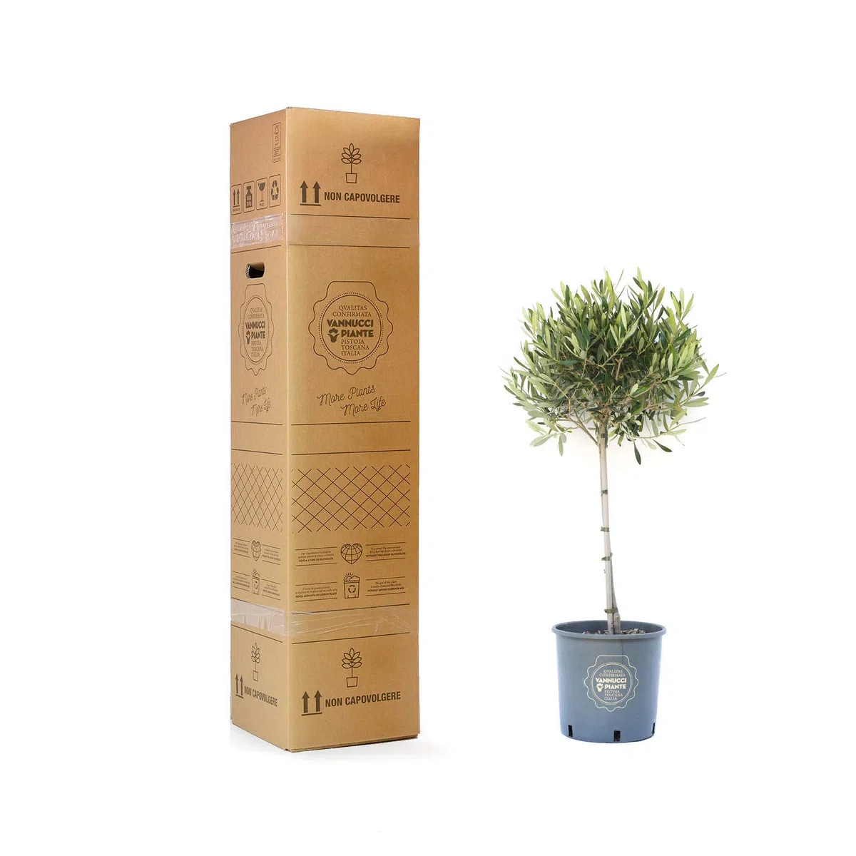 Vannucci Piante - Olea europaea Frangivento, Olivo, Pianta vera in vaso, Pianta da frutto, Mini alberetto