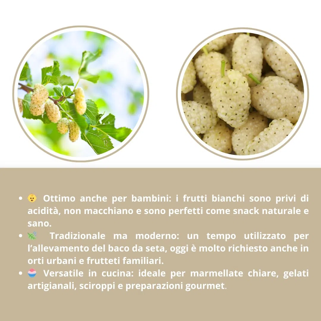 Gelso Bianco del Pakistan (Morus Saharanpur) H 160 cm – Pianta da Frutto Ornamentale in Vaso – Varietà Nana Adatta a Piccoli Spazi o Balconi