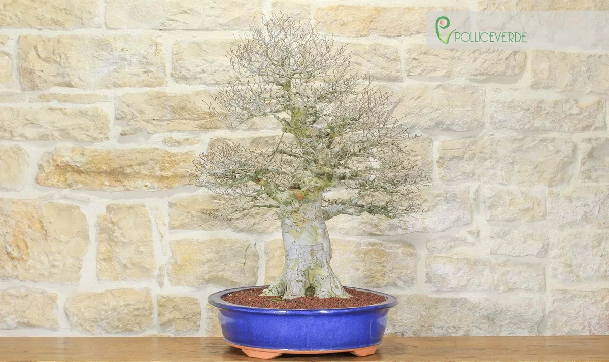 Bonsai di Zelkova Parvifolia (80)