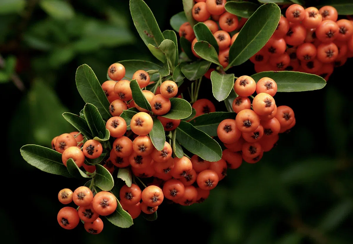 Piracanta arancione nana "Pyracantha coccinea Navaho" Agazzino pianta da siepe sempreverde in vaso 9x9 cm Vivaio di Castelletto
