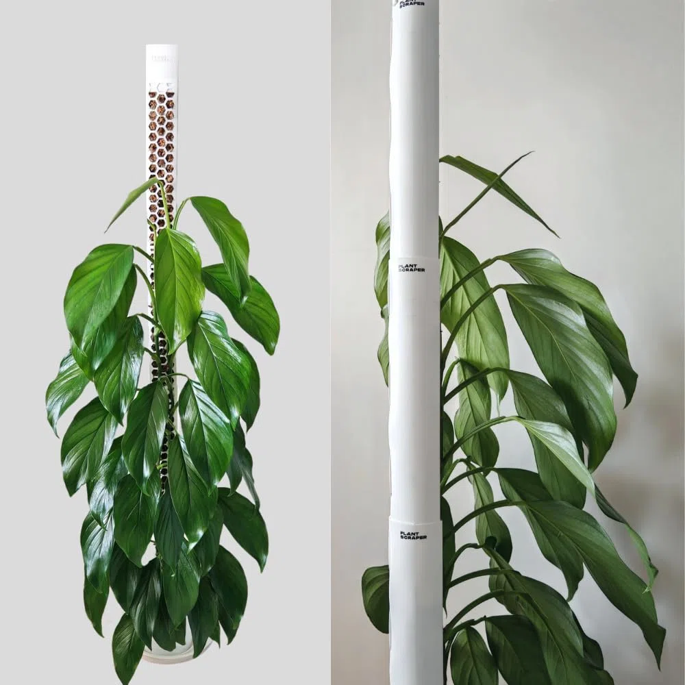 Tutore in Muschio XL per Monstera 4 Pezzi 63 x 9,5 cm - Supporto Estensibile e Set Accessori - Pali per Piante con Velcro e Substrato Speciale di Muschio - Ottimizzato per Aroidi