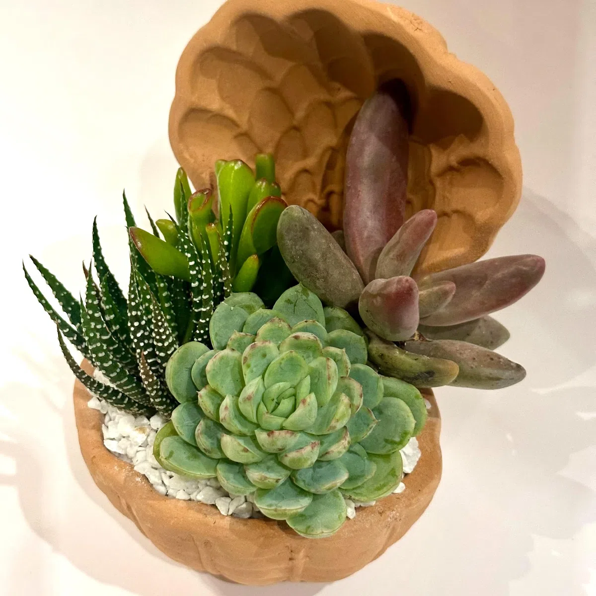 Composizione di Succulente Vere in Vaso in Terracotta a Conchiglia, Mini Giardino Decorativo 20x20x14 cm, Piante Grasse Facili da Curare per Casa e Ufficio, Idea Regalo