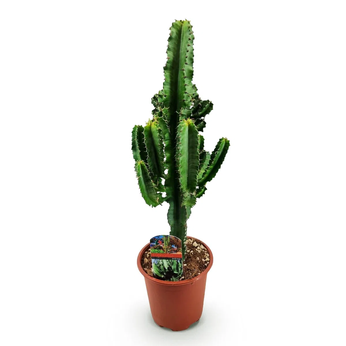 Euphorbia eritrea - Latte africano - 2 piante - 60 cm - 17 cm - Cactus euforbia verde con accenti rossastri - Piante grasse di facile manutenzione