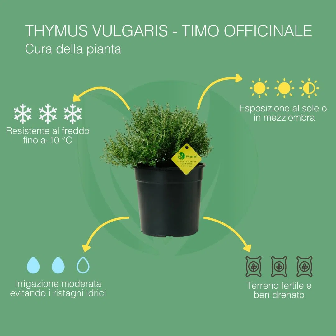 PLANTI’ TIMO OFFICINALIS Pianta Vera da Esterno Piante Aromatiche da Cucina, ideale per Insaporire i Vostri Piatti o per Ornare il Giardino di Casa. 6 Mesi di Concimazione con Sistema Plantì