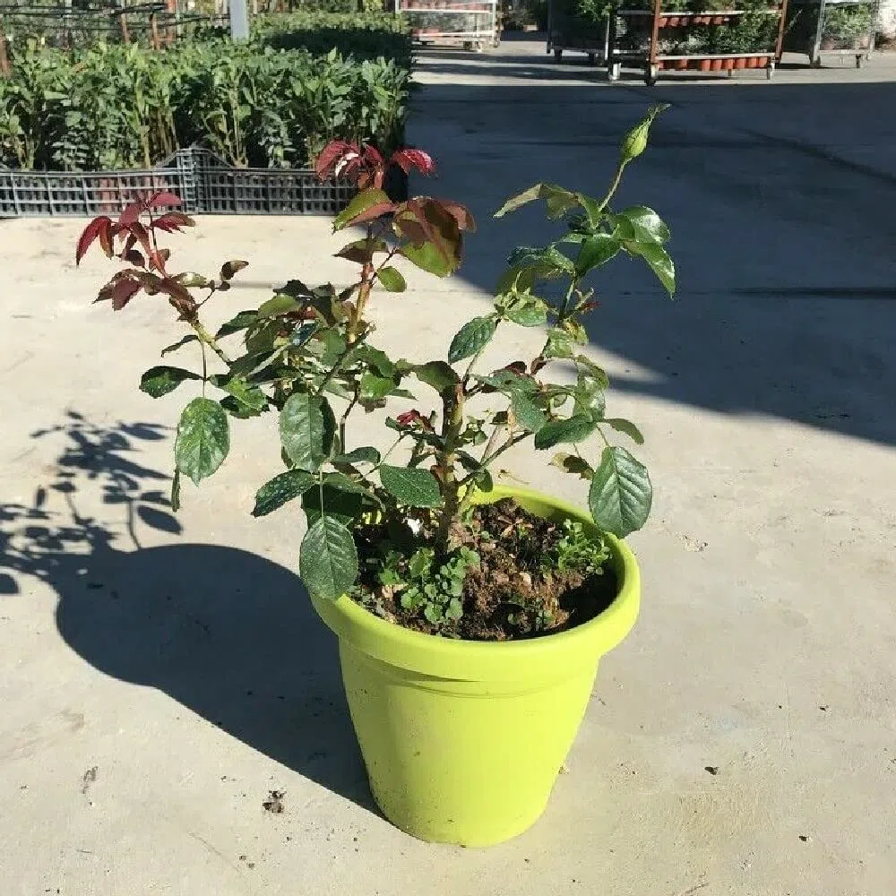 AMDGarden Pianta Rosa Brevettata Mini Pierre de Ronsard Rampicante Rosa Meilland Vaso 20 cm