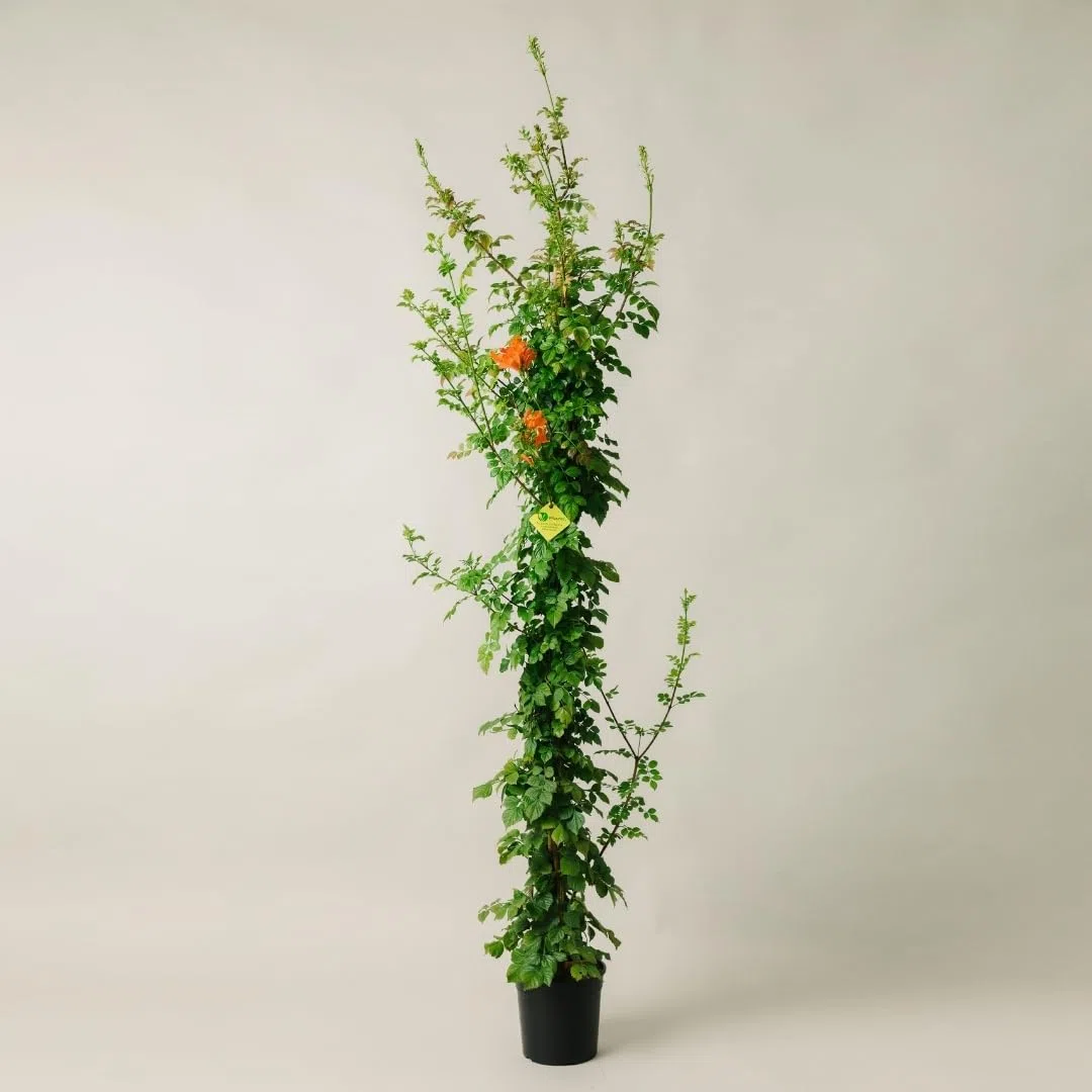 BIGNONIA CAPENSIS. Pianta rampicante da esterno, vaso da 19cm. Piante vere da esterno per giardino e pergolato. 6 mesi di concimazione con sistema Plantì.