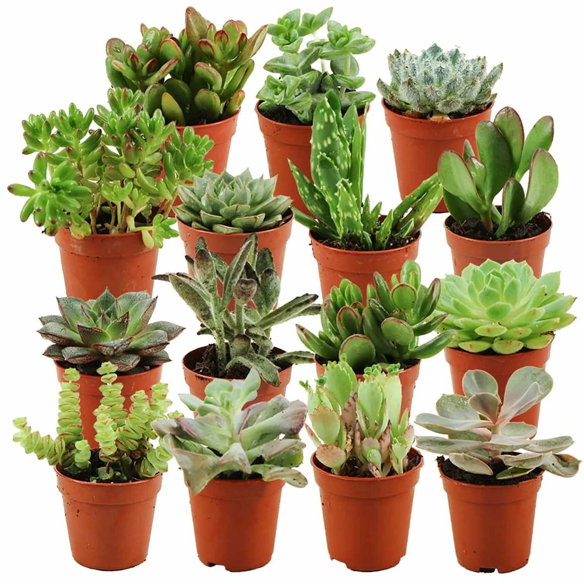 Mini Succulente Mix - Set di 15 Succulenti - Ø 5.5 cm Cestino - Altezza: 5-10 cm - Piante grasse vere da interno esterno