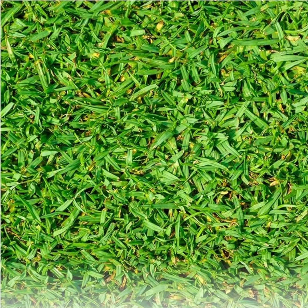 Prato Tropicale Kikuyu, Verde, 250g