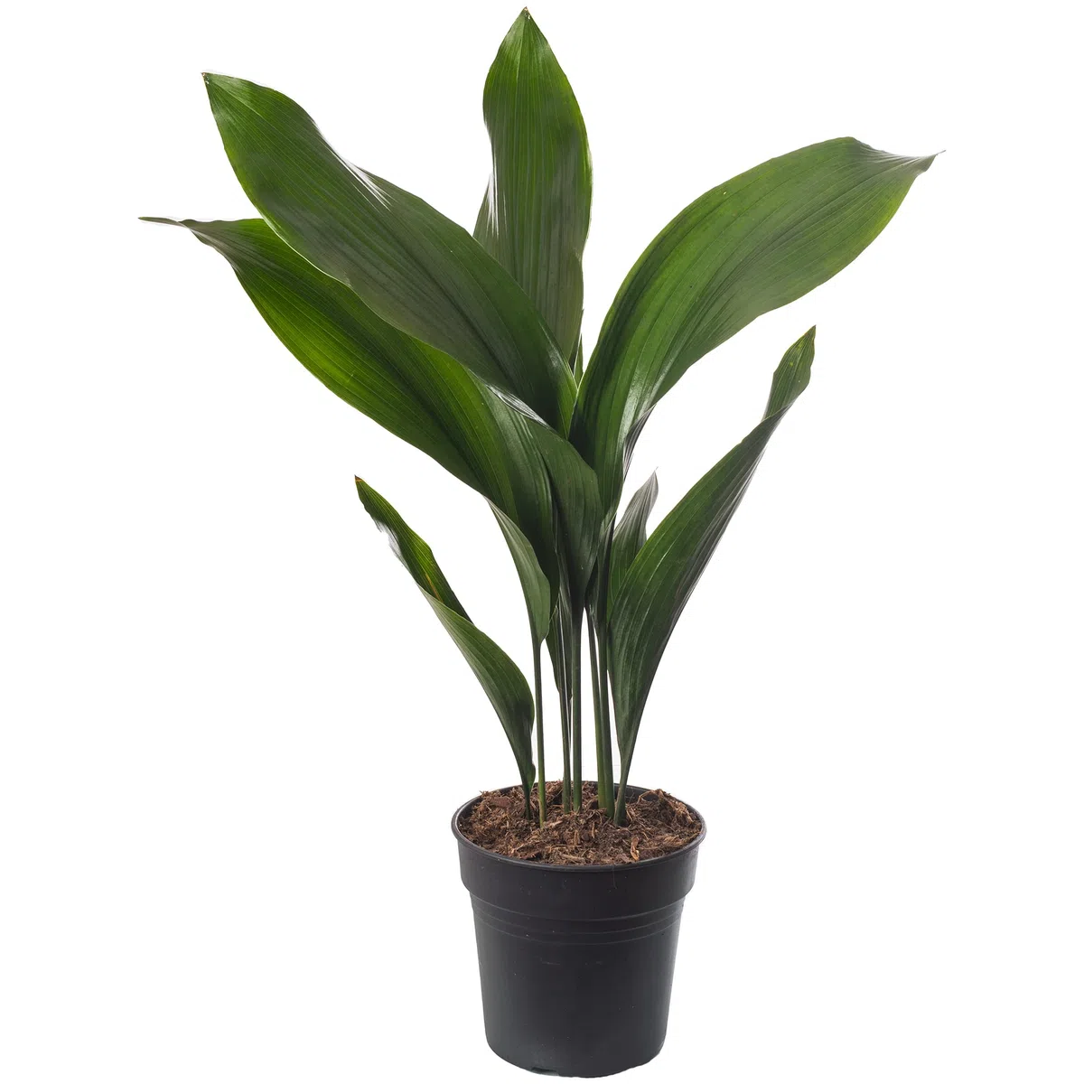 Pianta di ghisa Aspidistra Elatior Piante da interno sempreverdi alte ed esotiche.