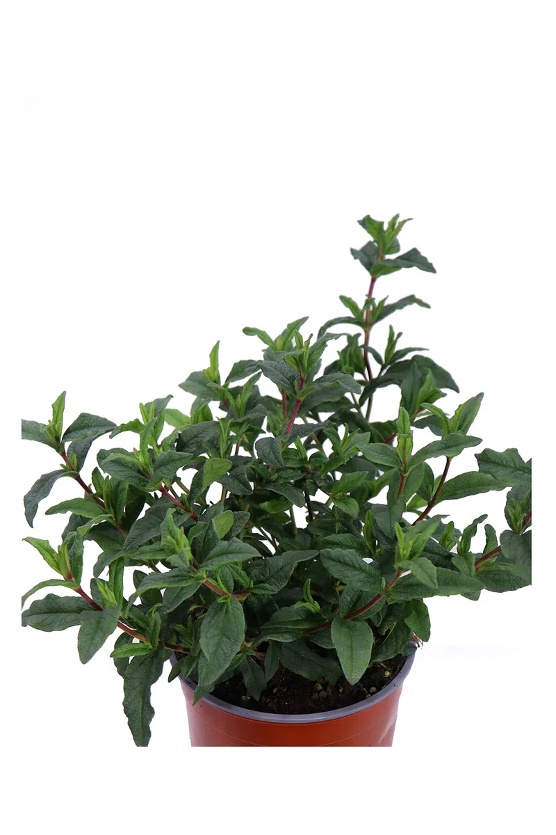 Pianta di Cisto Pianta di Cistus Pianta da esterno pianta da giardino pianta ornamentale pianta da fiore pianta vera di Cistus venduta da eGarden.store (Cistus Ladanifer v.17 cm)