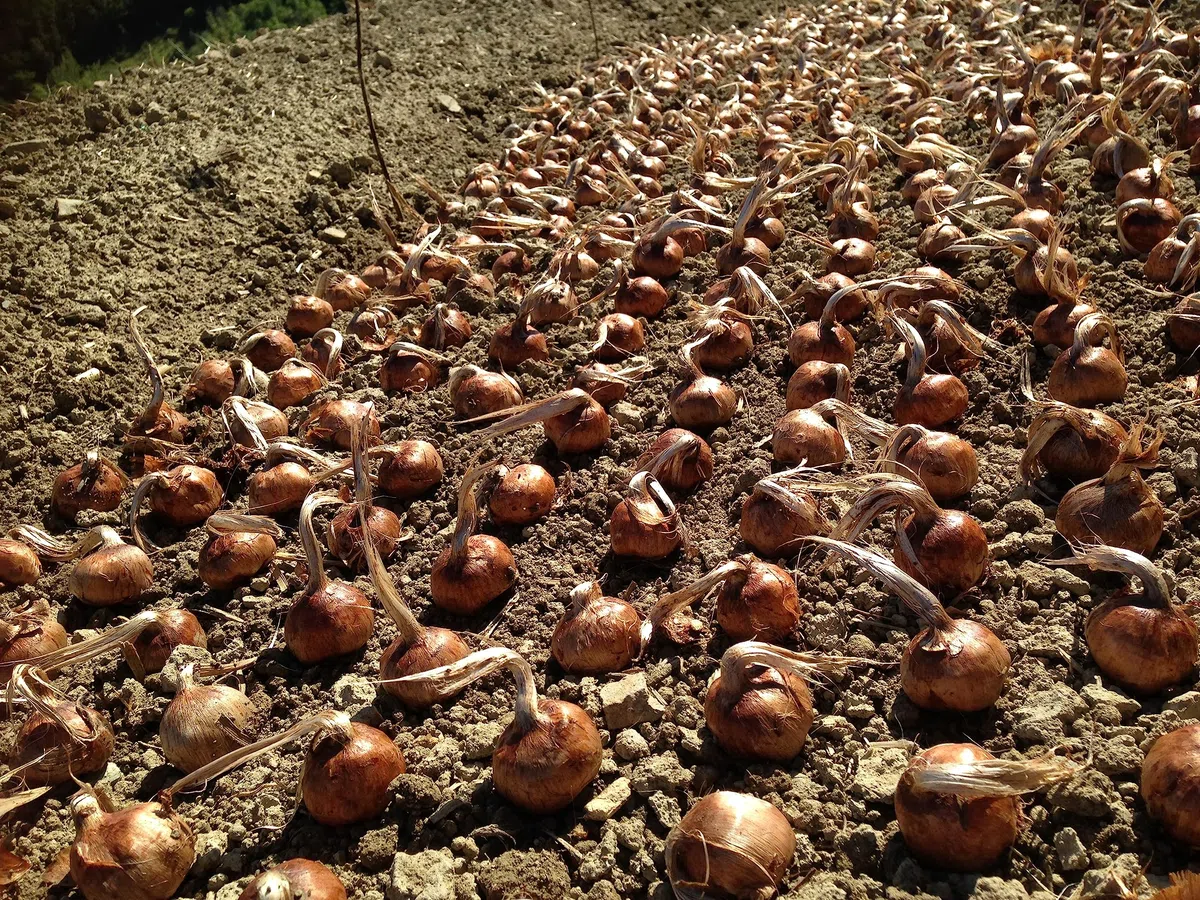 10 bulbi di zafferano grandi da 3 a 4,5 cm di diametro, calibro 10 a 14 a seconda del raccolto
