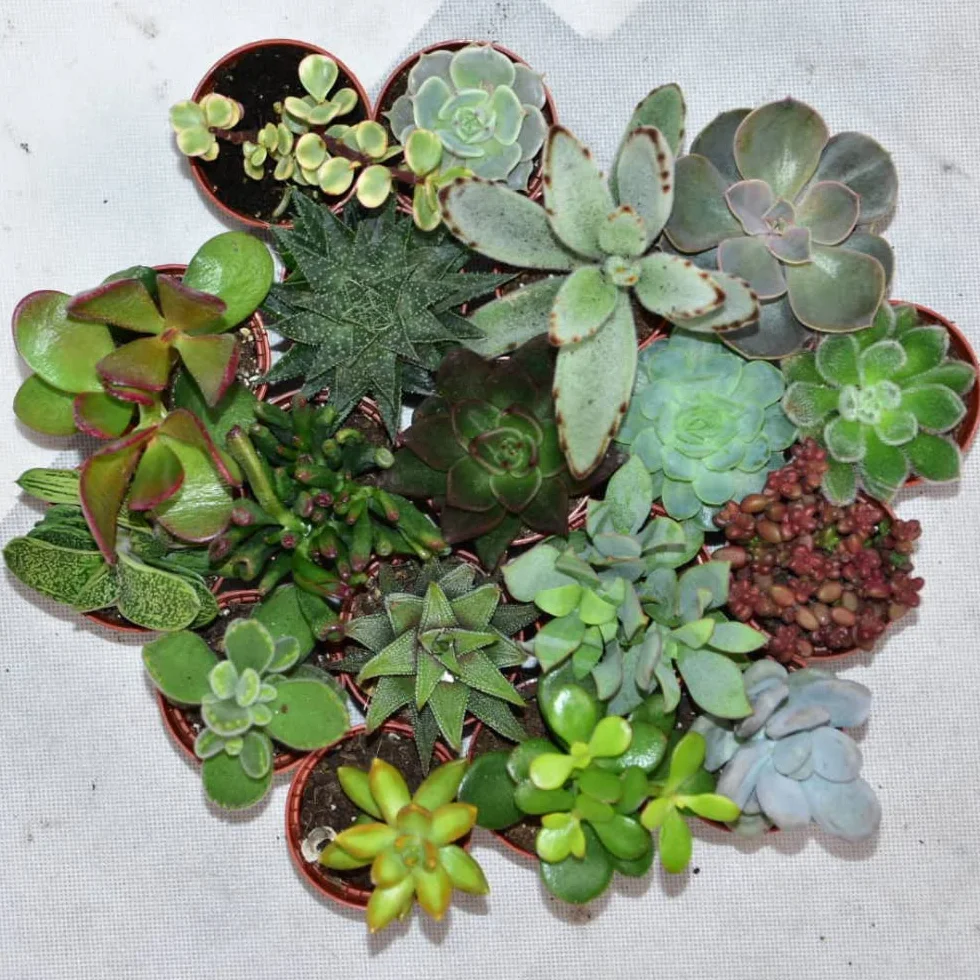 Mini Succulente Mix - Set di 15 Succulenti - Ø 5.5 cm Cestino - Altezza: 5-10 cm - Piante grasse vere da interno esterno