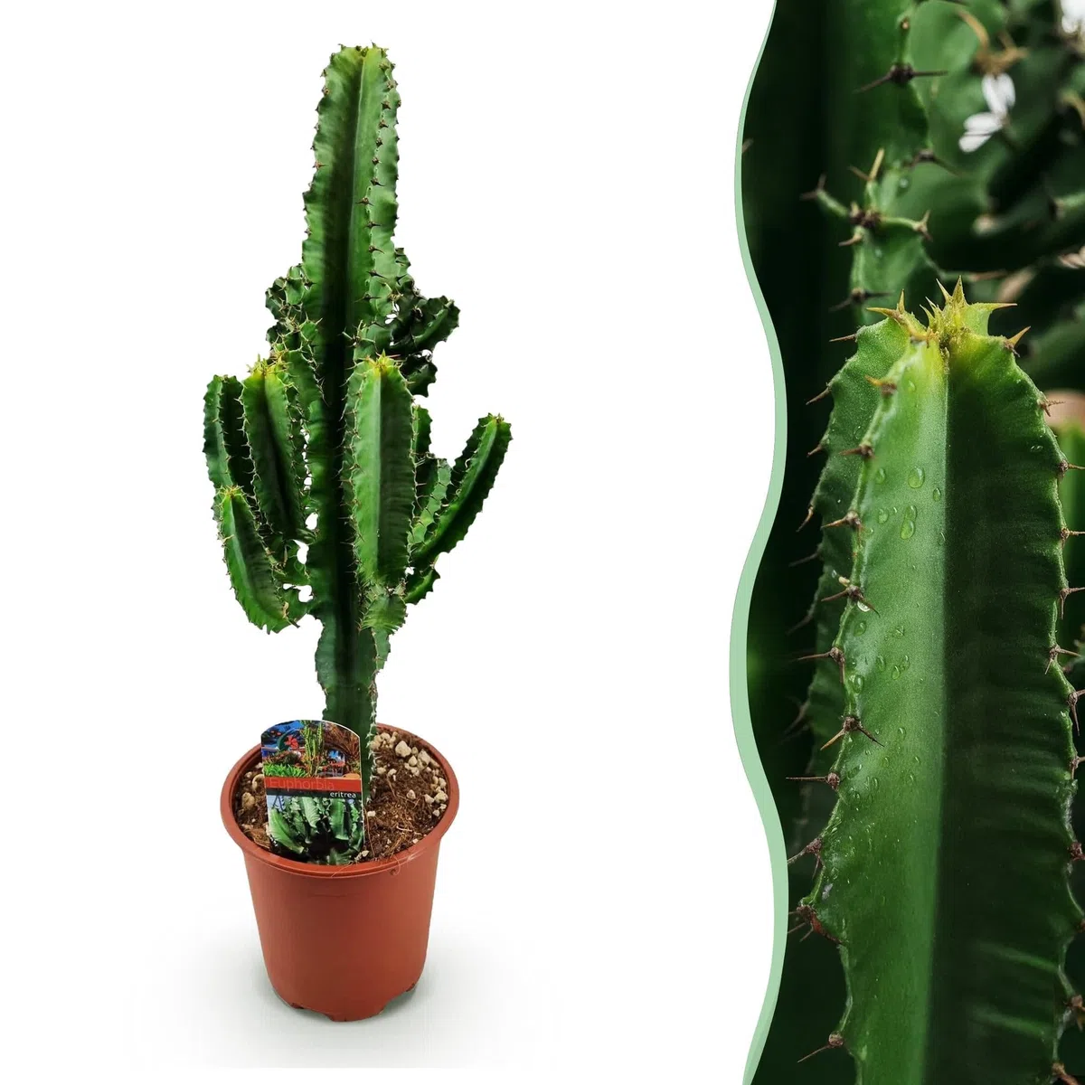 Euphorbia eritrea - Latte africano - 2 piante - 60 cm - 17 cm - Cactus euforbia verde con accenti rossastri - Piante grasse di facile manutenzione