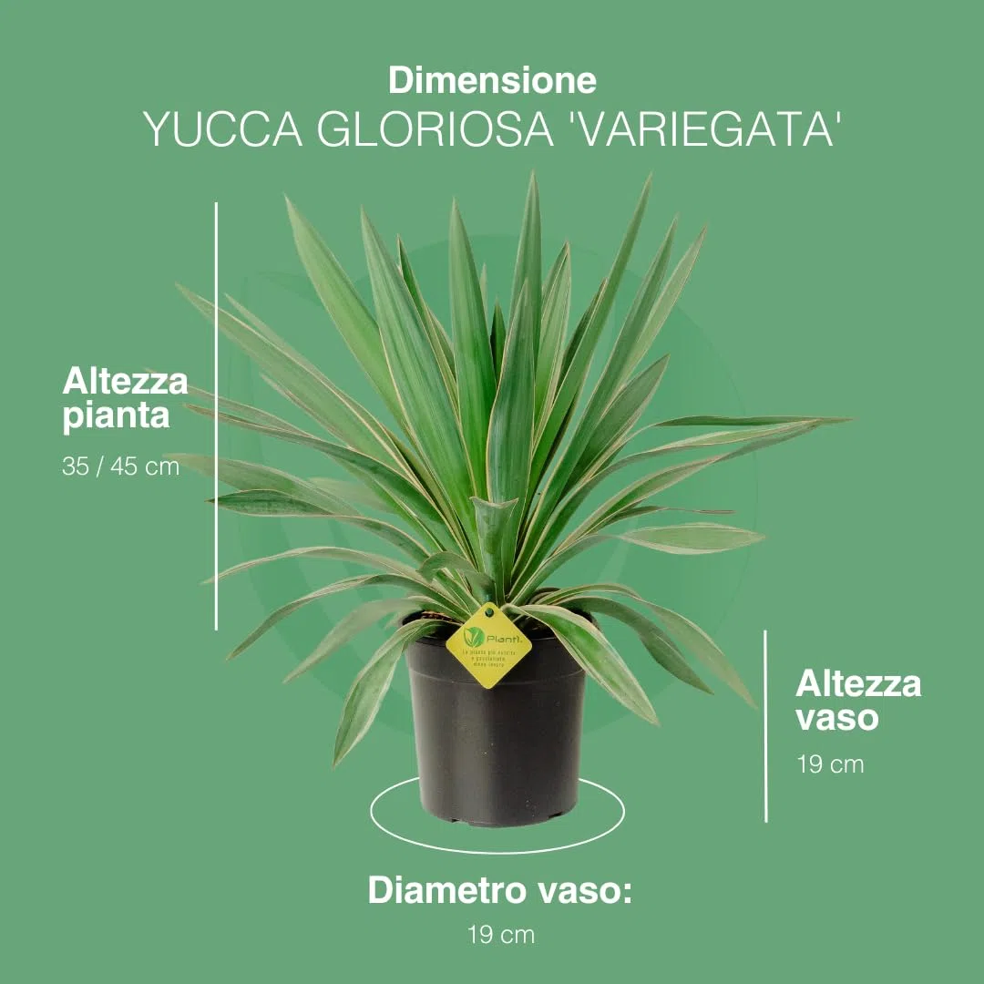 Yucca Gloriosa | Pianta Vera da Esterno, Resistente e Ornamentale | Adatta a Vasi e Giardini Rocciosi | Altezza Fino a 150 cm | Vaso da 19 cm (Gloriosa Variegata)