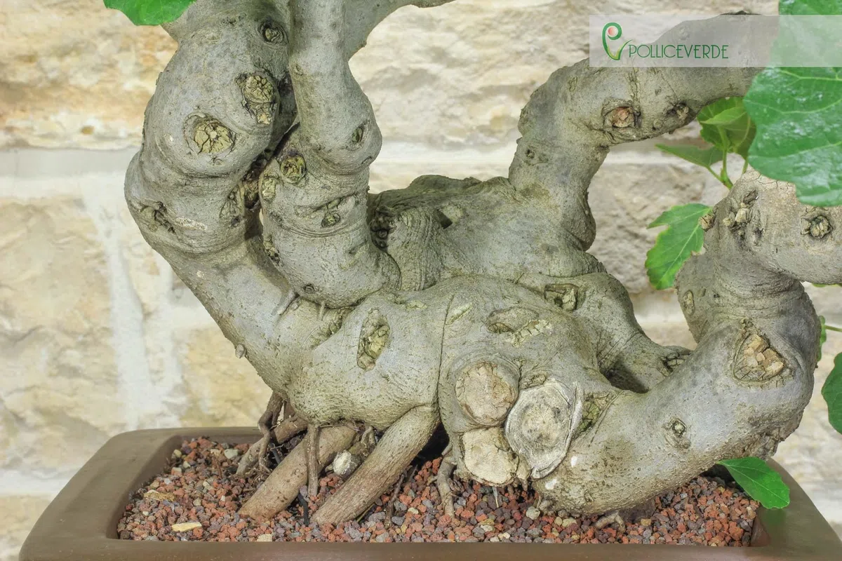 Bonsai di Fico (82)
