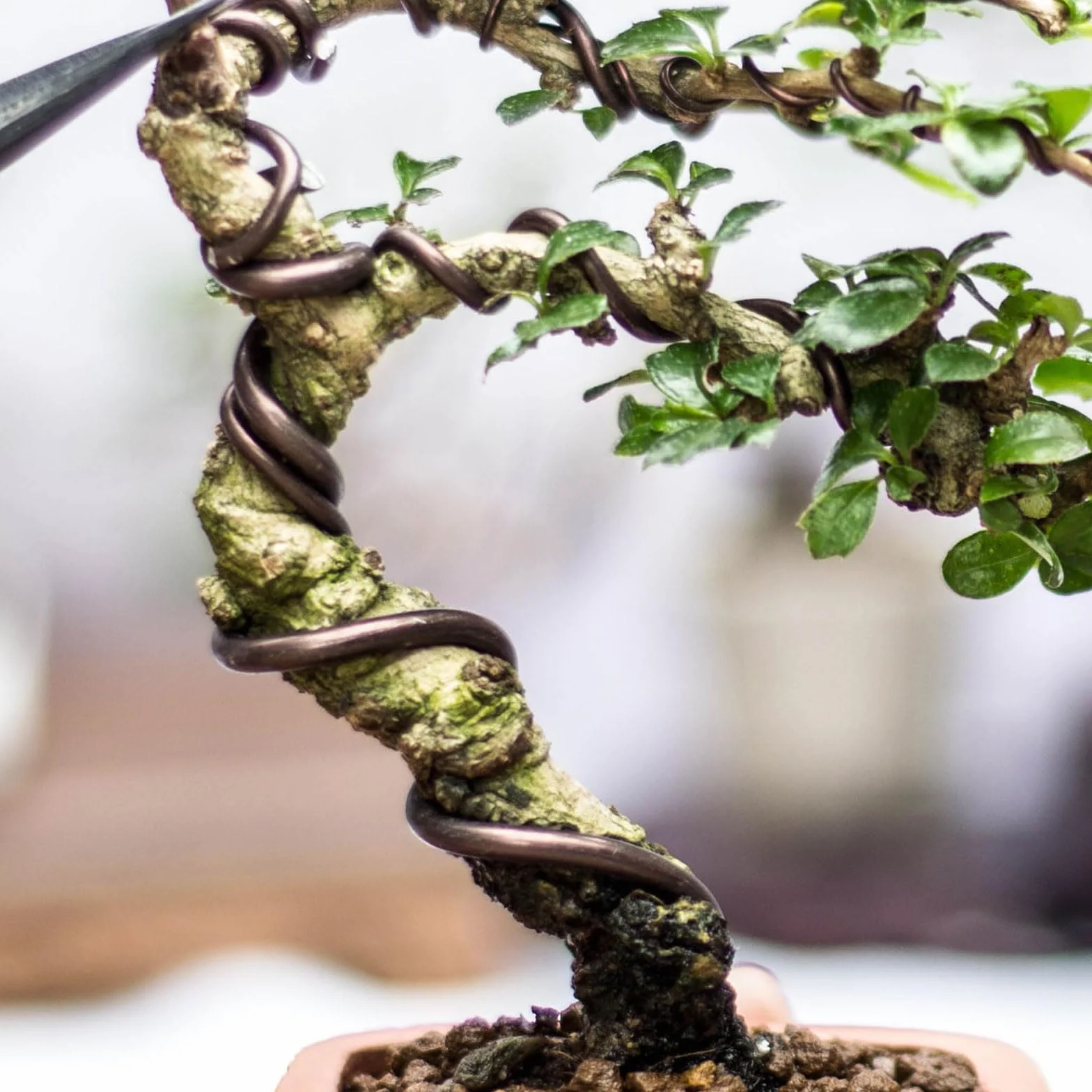 PATIKIL 2,5mm x 60 Piedi Filo di Allenamento per Bonsai, Steli di Filo Floreale Filo Albero in Alluminio Anodizzato per Fissaggio Rami Giardinaggio, Nero