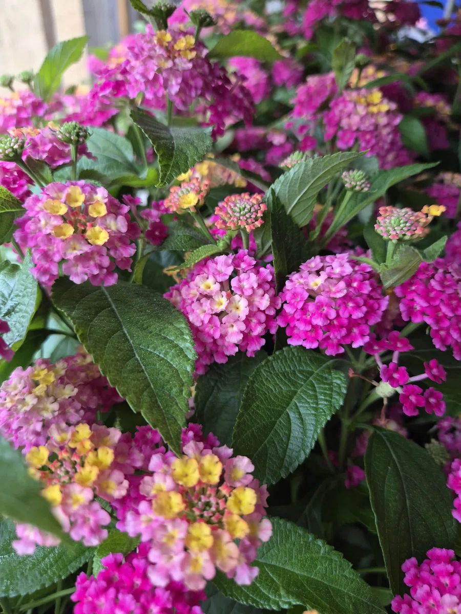 POWERS TO FLOWERS - LANTANA CAMARA ROSA INTENSO 2 PIANTE, VASO 14CM, piante vere