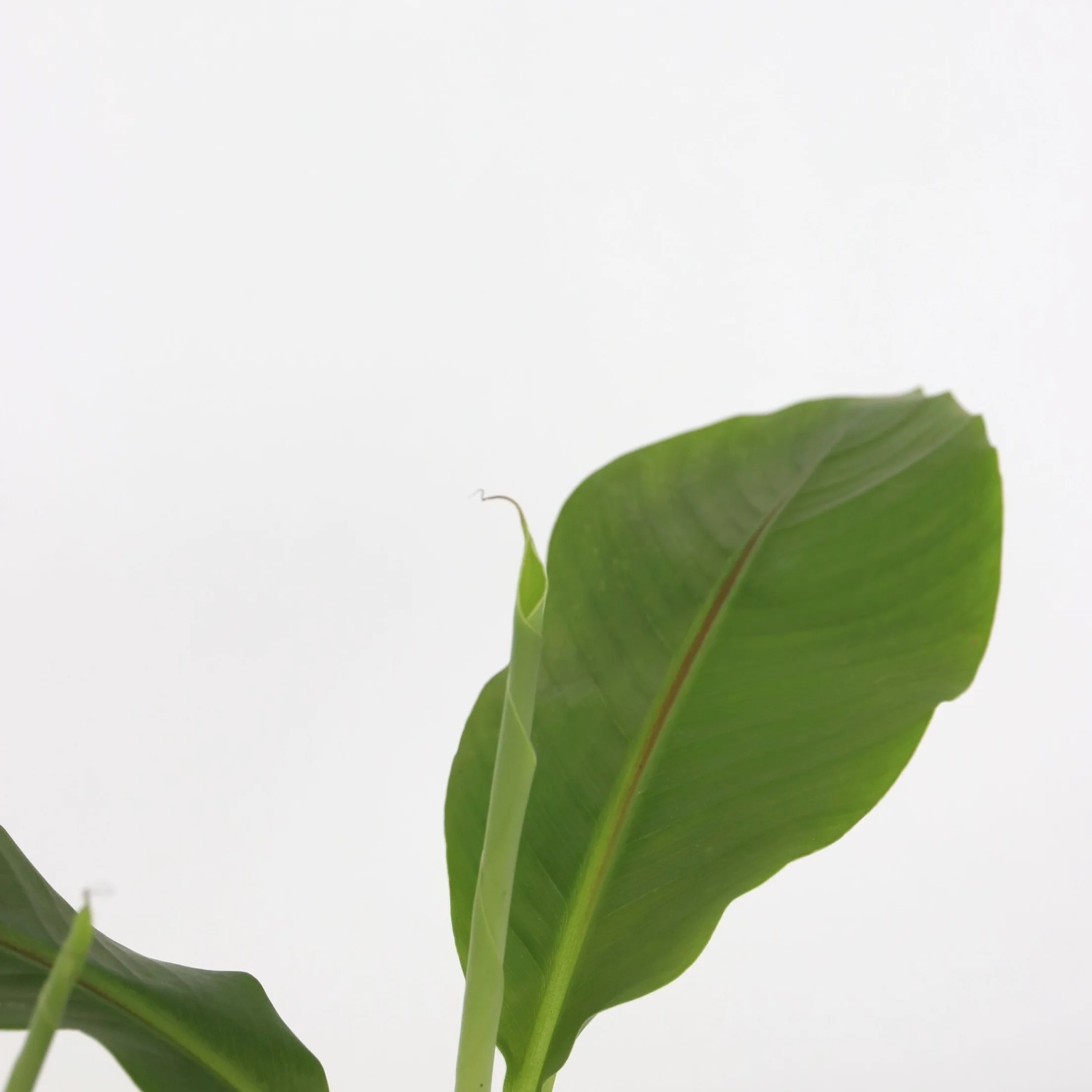Plant in a Box - Musa Basjoo - Set di 6 - Piante di banane resistenti - Vaso 9cm - Altezza 20-25cm
