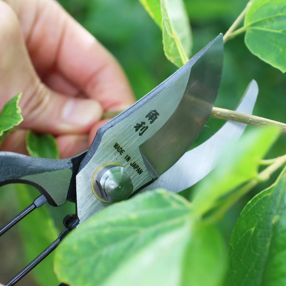 KAKURI Forbici da potatura giapponesi per giardinaggio resistenti, 20,3 cm, realizzate in Giappone, potatori professionali da giardino con guaina in pelle, forgiato a mano, acciaio al carbonio