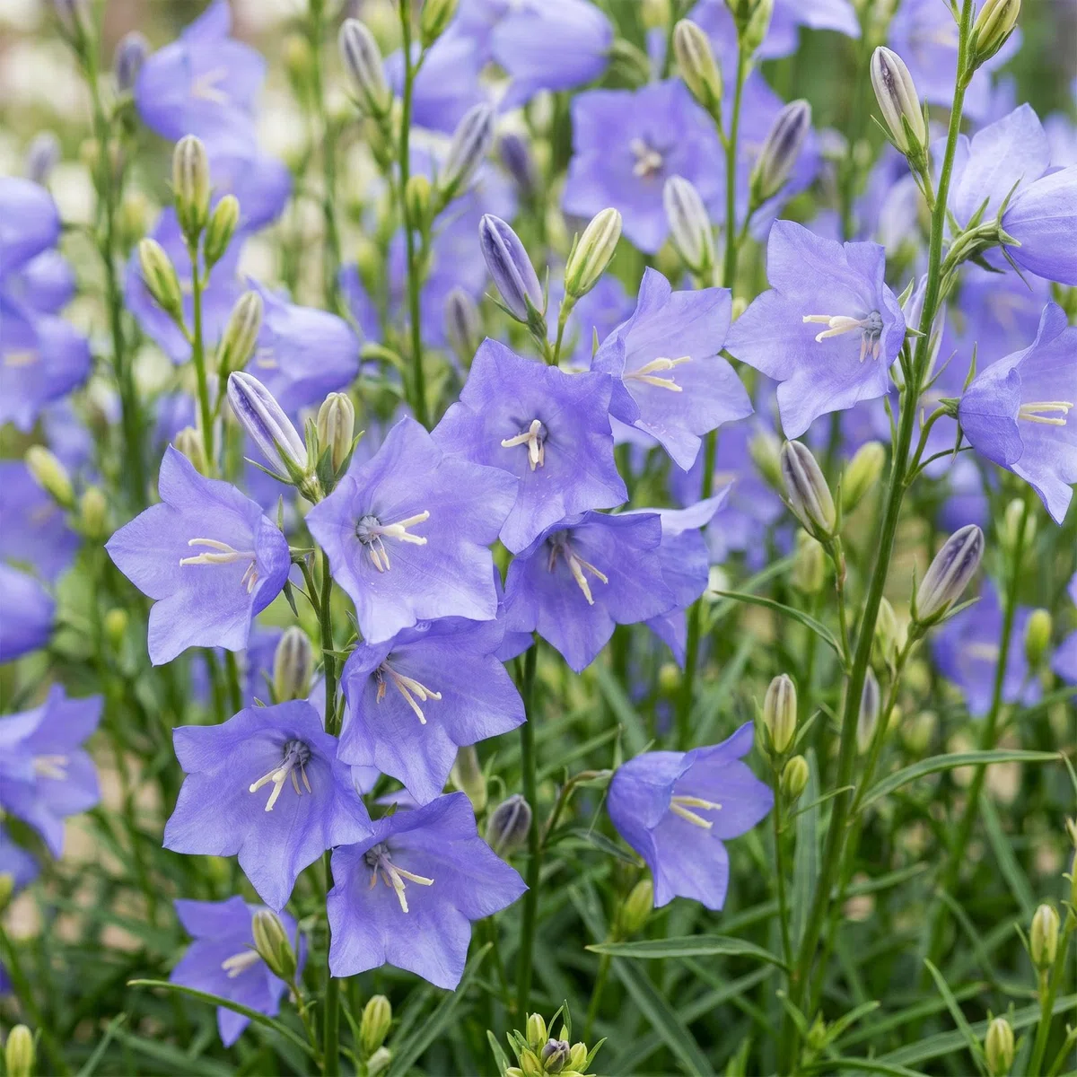 Pianta Perenne Campanula Persicifolia per Giardino, Blu, Vaso 11 cm