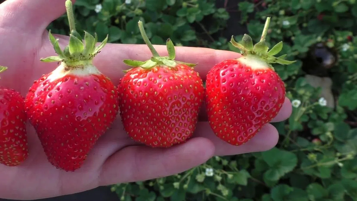 10 PIANTE DI FRAGOLA RIFIORENTE, IN VASO 2 LITRI, PRODUZIONE MAGGIO-OTTOBRE