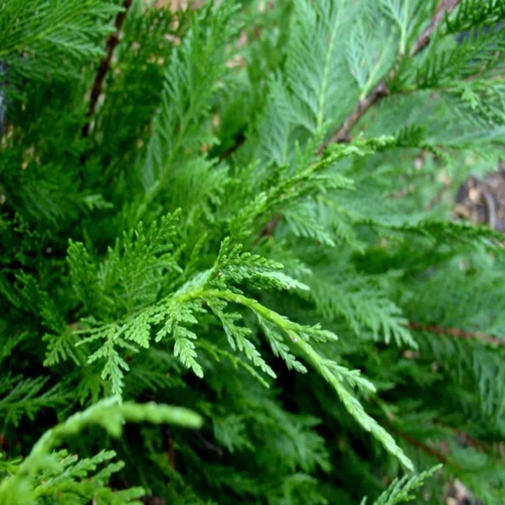 Leylandii verdi - Alberi da privacy a crescita rapida, schermatura sempreverde, bassa manutenzione e resistenza alla siccità.