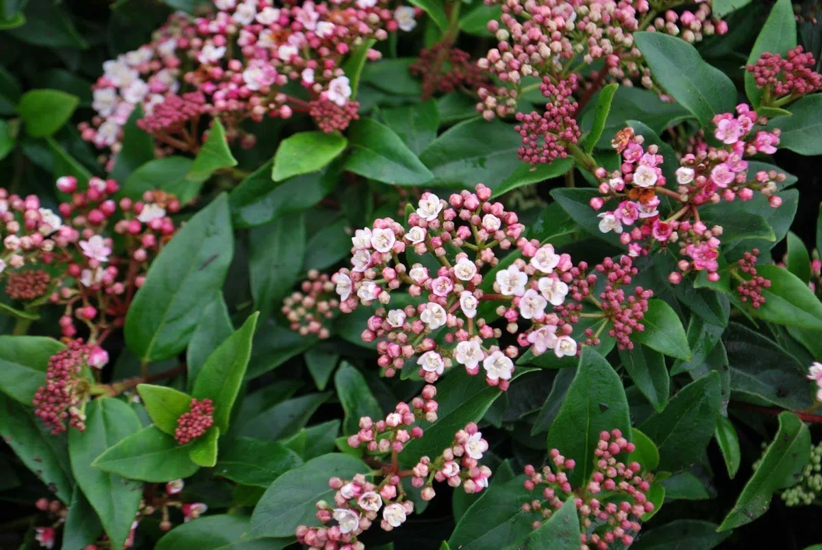 Viburno tino "Viburnum tinus" lentaggine 3 piante da siepe sempreverde in vaso ø9 cm h. 20/40 cm Vivaio di Castelletto