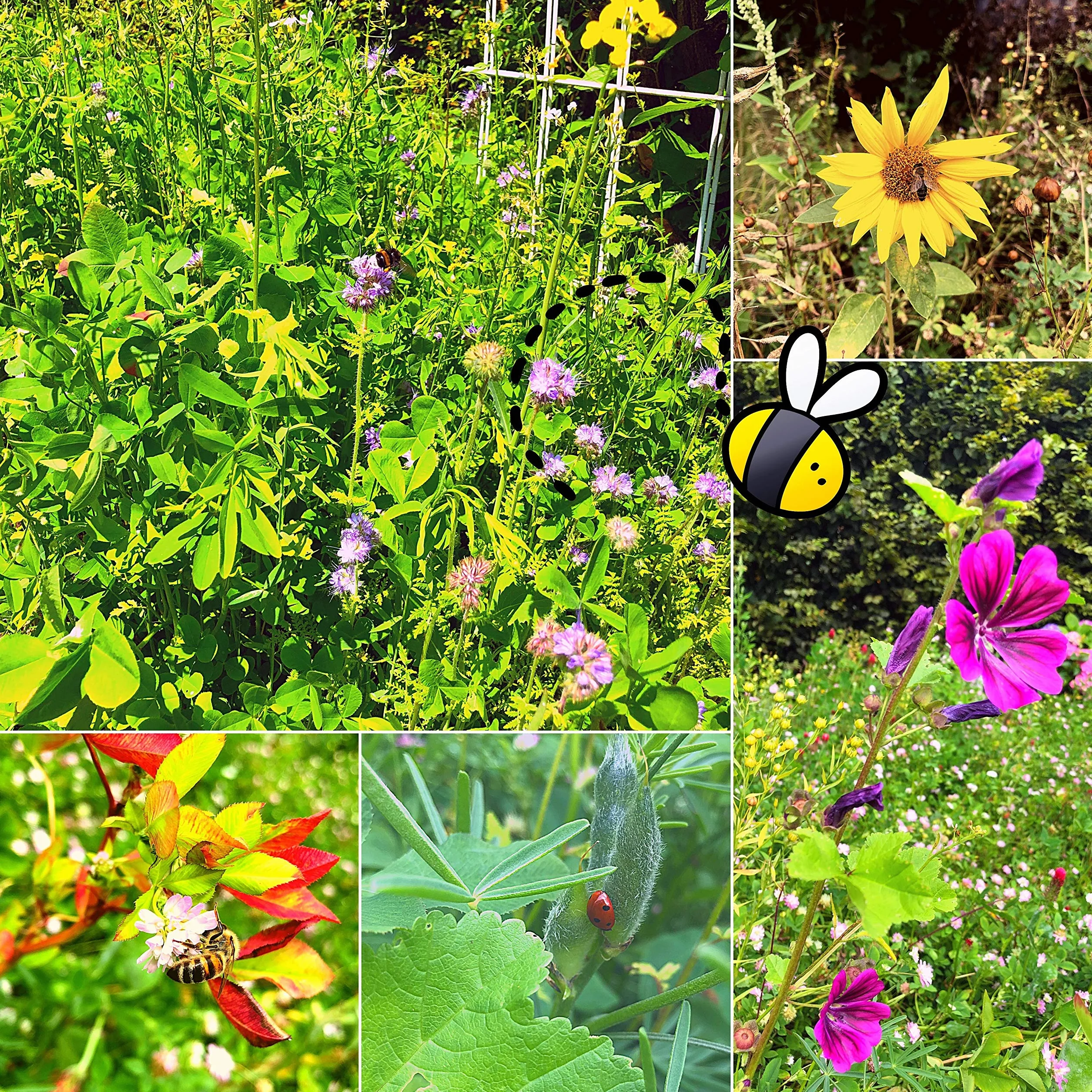 500 g di semi di prato fiorito per un colorato pascolo per le api - miscela di semi di fiori selvatici colorati e ricchi di nettare per api e farfalle (incluso eBook GRATUITO)