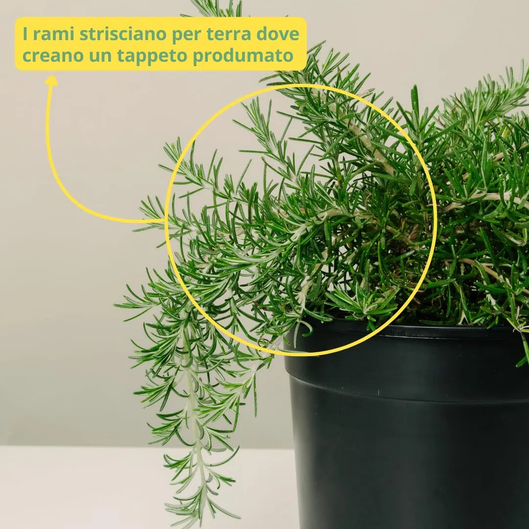 PLANTI’ ROSMARINO PROSTRATO Pianta vera da esterno piante aromatiche cucina, ideale per insaporire i vostri piatti o per ornare il giardino di casa. 6 mesi di concimazione con sistema Plantì