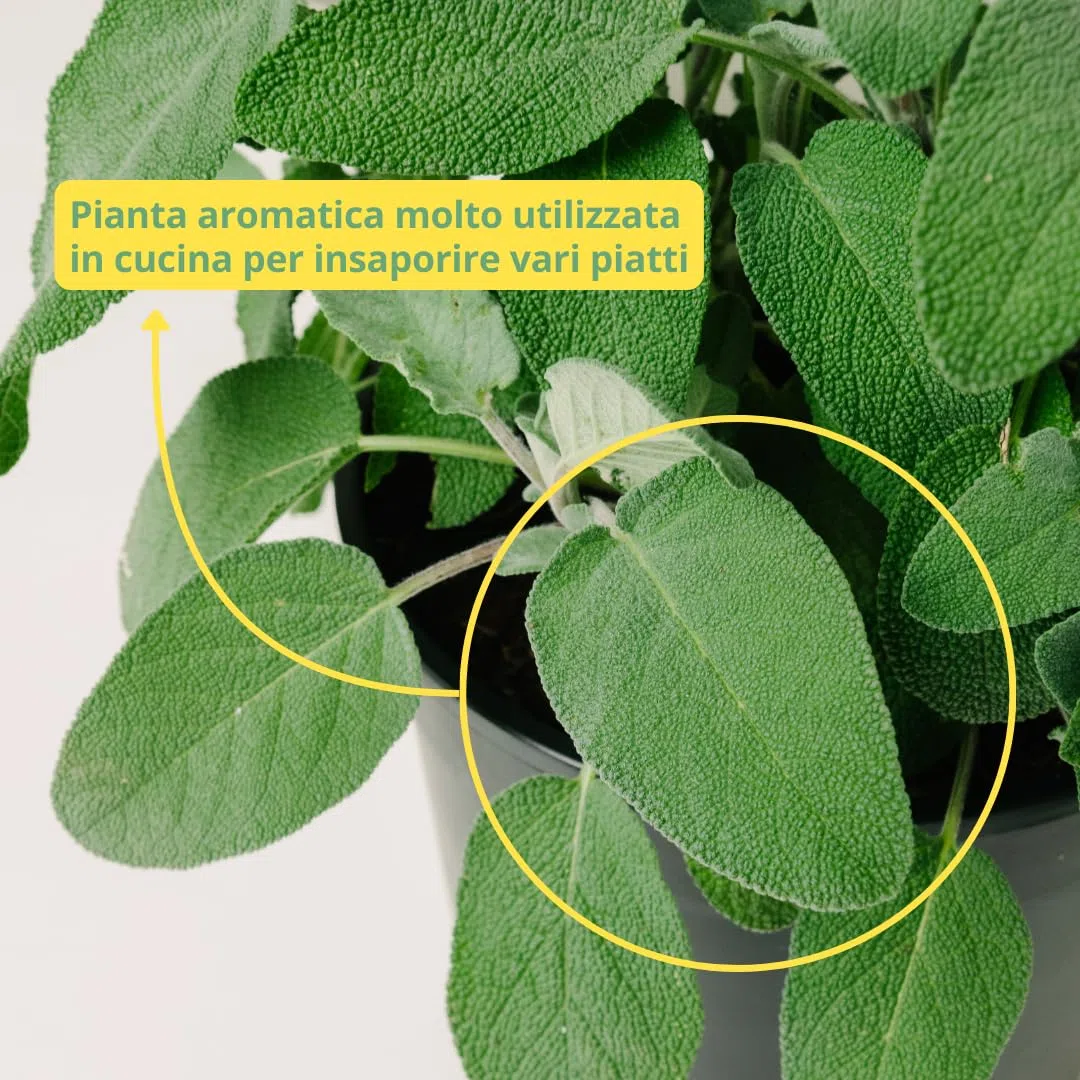 Salvia Officinalis | Pianta Aromatica da Esterno per Cucina, Perfetta per Insaporire i Piatti e Ornare il Giardino | Concimazione 6 Mesi con Sistema Plantì