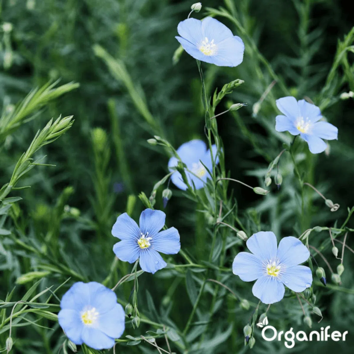 Miscela Di Colture Verdi - 10 Varietà Di Semi (1 Kg - 150 M2) - Integratore Per Terreno - Segale Invernale - Semi Di Facelia - Sovescio - Avena Giapponese - Organifer