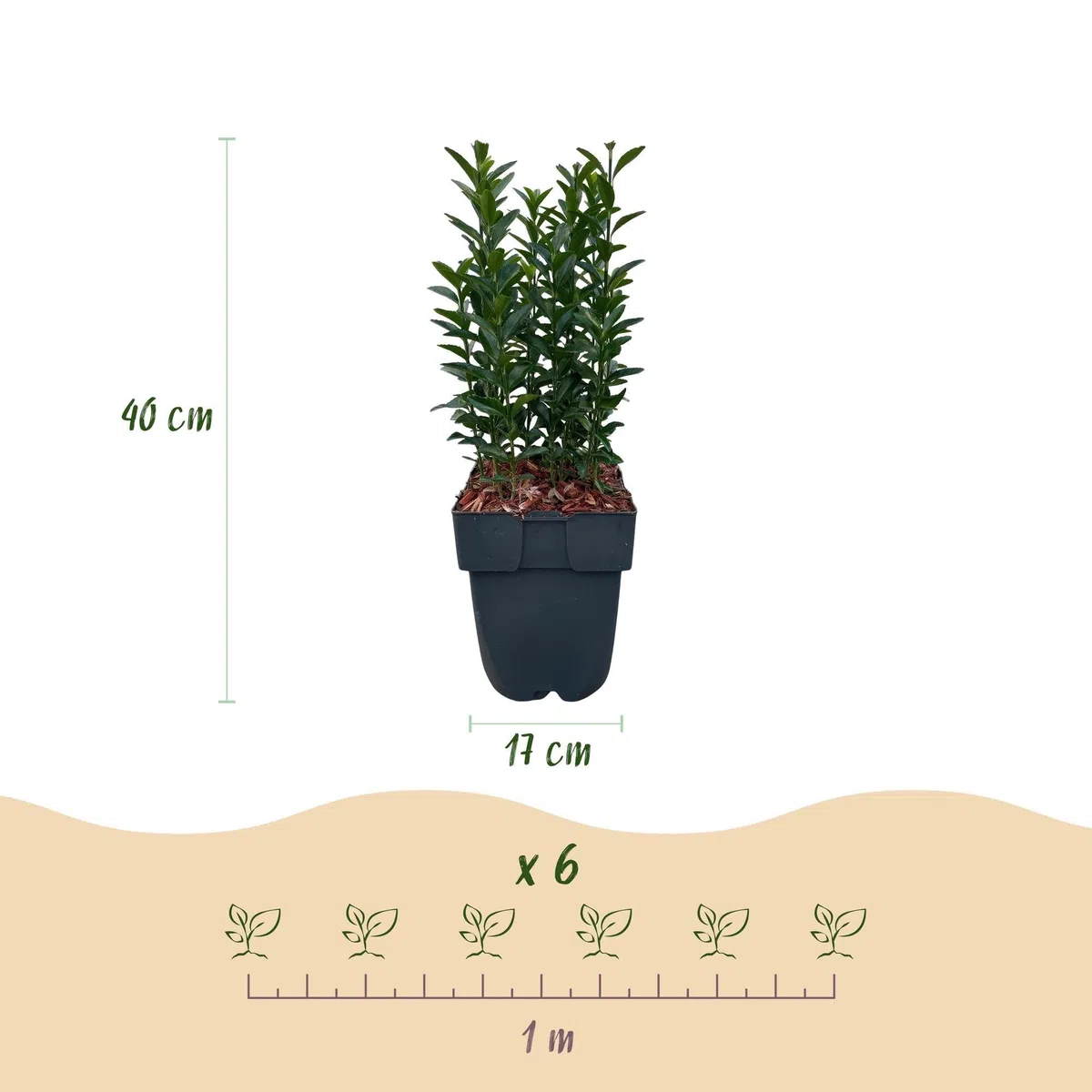 Euonymus japonicus Green Spire - pianta siepe - foglia verde - 6 piante - 1 metro - pervinca - 17 cm altezza 40 cm - facile da pulire e tollerante al sole