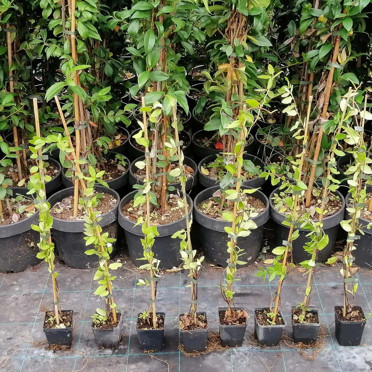 Lonicera Japonica Halliana, Caprifoglio, confezione da 2 piante, altezza 40/60 cm, vaso Ø8
