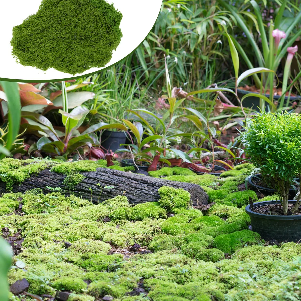 205 g, muschio per fai da te, muschio artificiale, muschio islandese, muschio islandese, presepe terrario, Moss acquista muschio naturale, decorazione, arte finte, decorazione per pareti, presepi