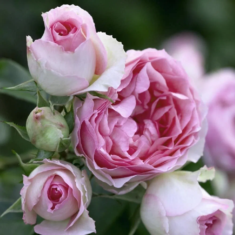 AMDGarden Pianta Rosa Brevettata Mini Pierre de Ronsard Rampicante Rosa Meilland Vaso 20 cm