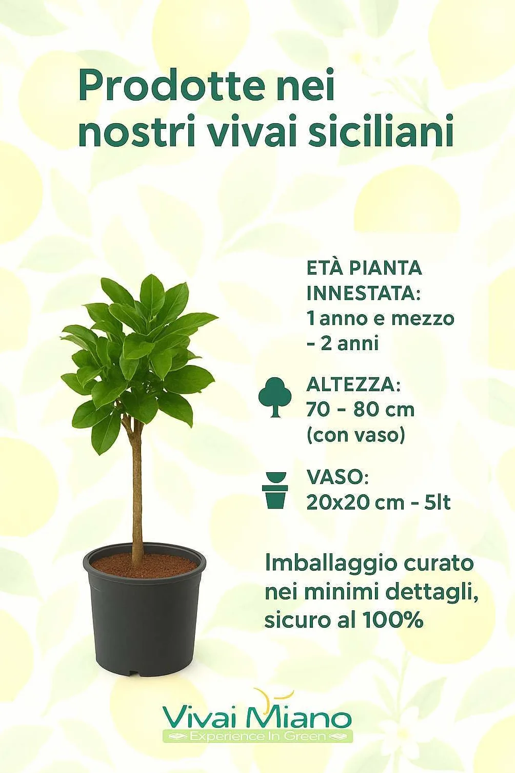 Pianta di Limone Zagara Bianca (vaso - 20) - Immagine reale