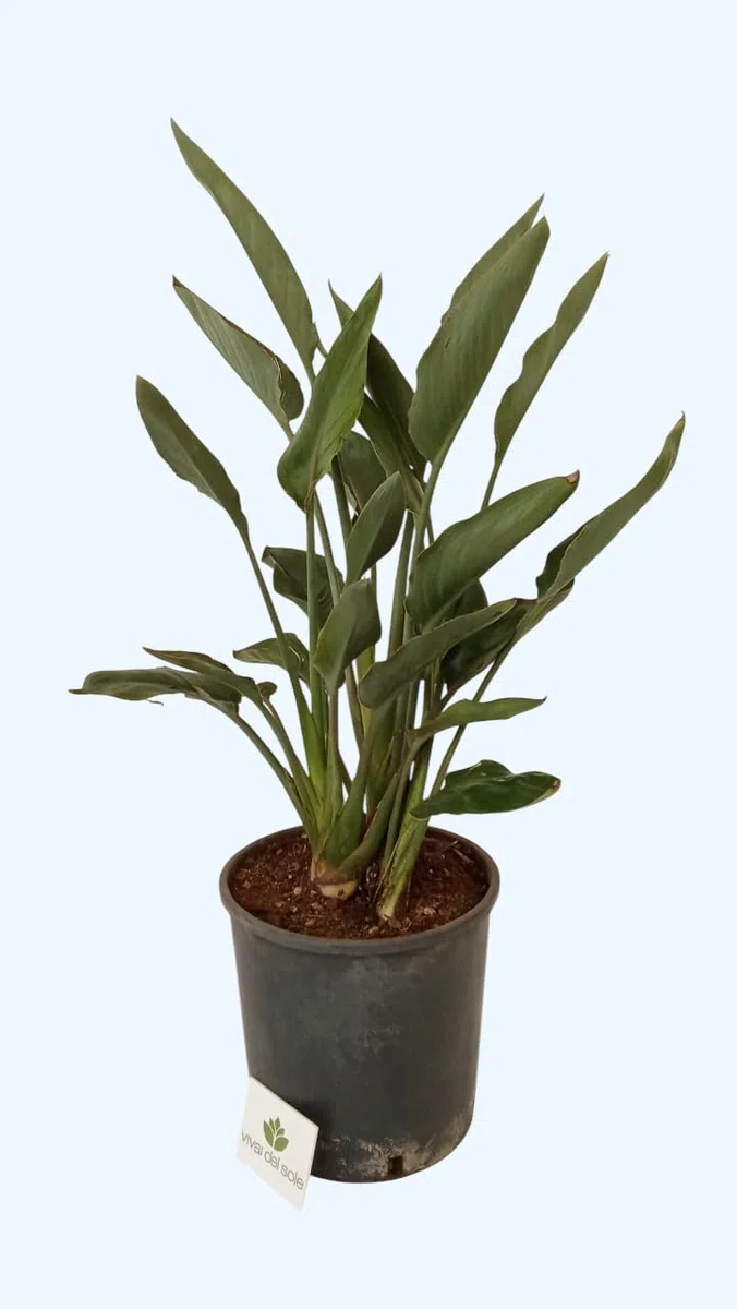 Strelitzia Reginae, Uccello del Paradiso, Pianta ornamentale da esterno prodotta da Vivai del Sole vaso diametro cm 26