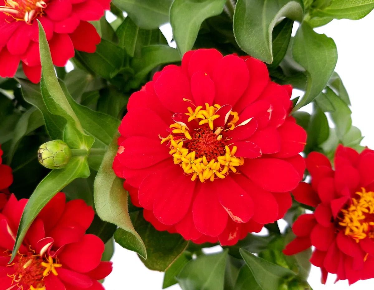 POWERS TO FLOWERS - ZINNIA ROSSA, 3 PIANTE VASO 13CM, pianta vera