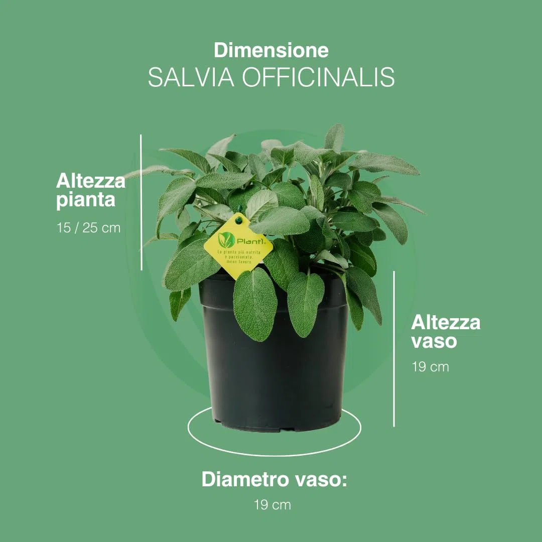 Salvia Officinalis | Pianta Aromatica da Esterno per Cucina, Perfetta per Insaporire i Piatti e Ornare il Giardino | Concimazione 6 Mesi con Sistema Plantì