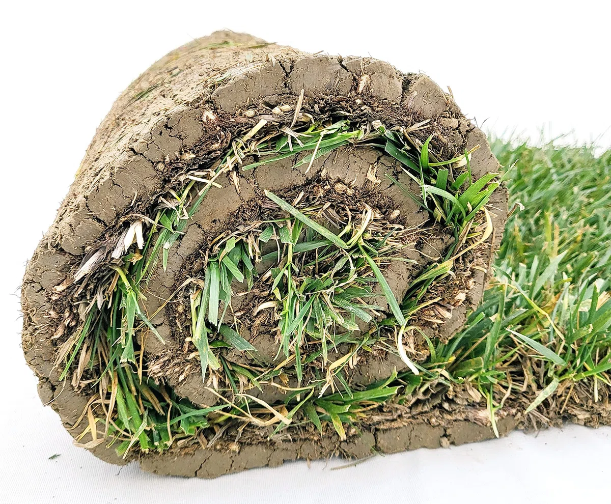 POWERS TO FLOWERS - PRATO A ROTOLI, ERBA A ROTOLO VERA, ERBA DA GIARDINO, 40cm x 123cm, pianta vera