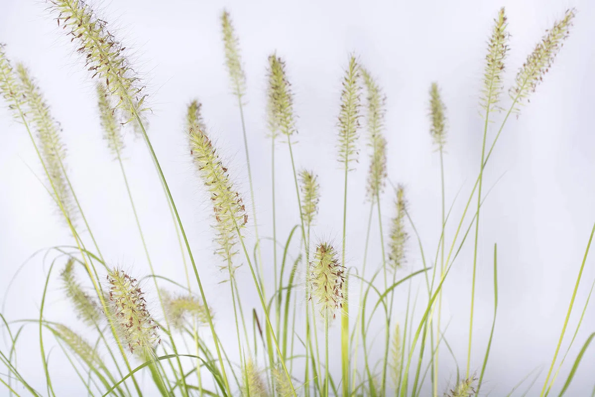 PENNISETUM Piante da siepe sempreverde, Pianta da esterno longeva e versatile con forma a fontana, Diametro vaso 19 cm (Pennisetum Hameln Yellow)