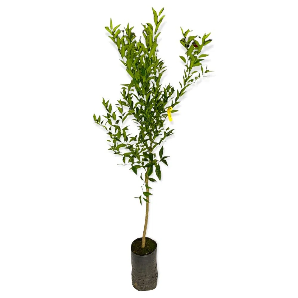 Albero di Mandarino Satsuma Giapponese Verde Pianta Sempreverde H130 cm Foto Reale