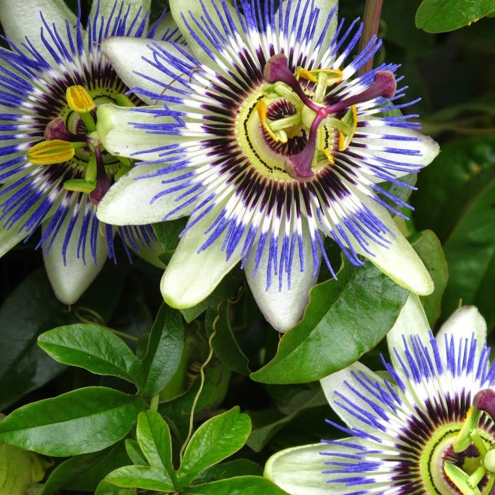 Passiflora 'Caerulea', arbusto da giardino semi-sempreverde, compatto e resistente al freddo, in vaso da 9cm.