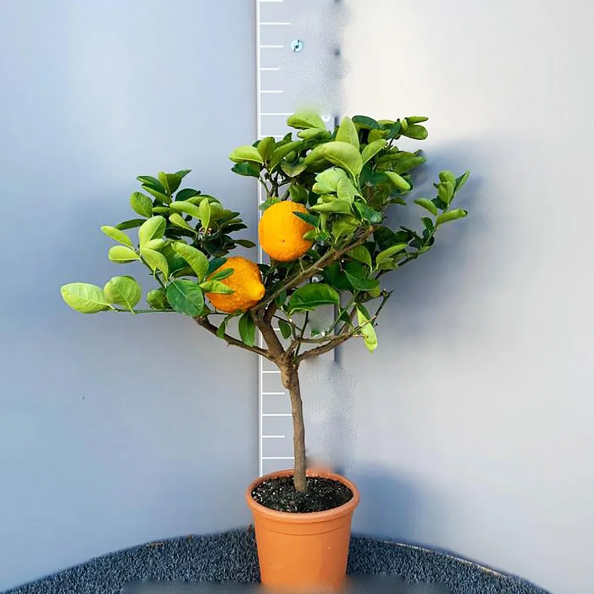 SAVINI VIVAI Pianta di Cedro Albero di Agrumi Cedro della Cina in Vaso da 20 cm Altezza 70 cm 2-3 Anni di innesto Made Italy
