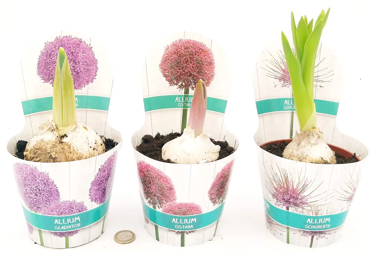 POWERS TO FLOWERS - AGLIO GIGANTE TRE PIANTE, ALLIUM GIGANTEUM TRIS, vaso 12 cm diametro, piante vera