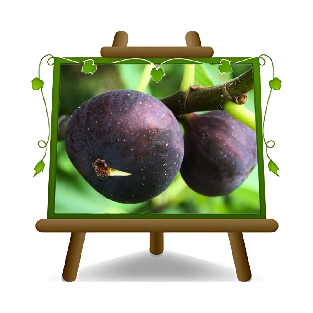 EURO PLANTS Fico Brogiotto Nero Pianta da Frutto Antico Età 2 Anni | su Vaso: ø 20 cm. - *Altezza: 150-170 cm