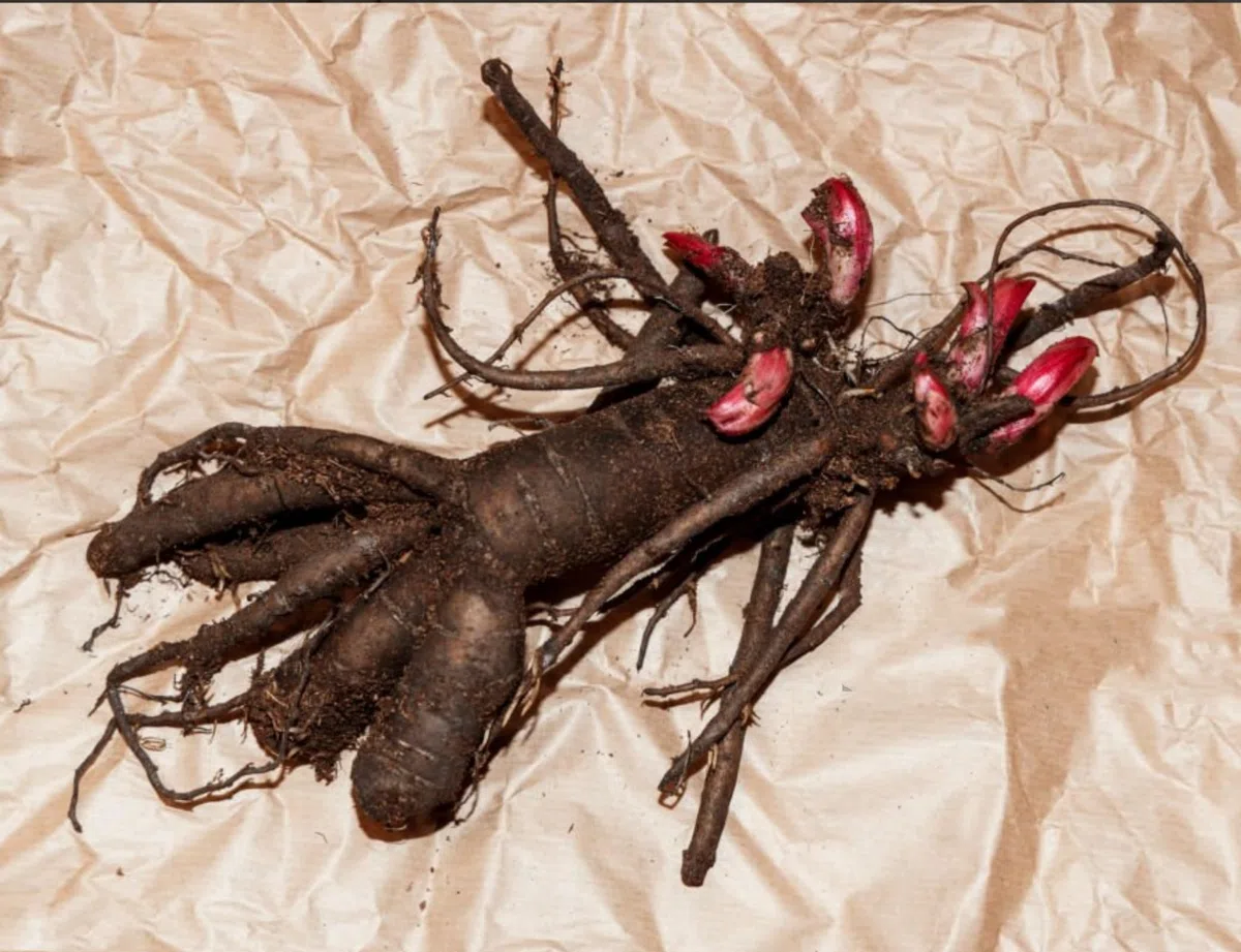 Bulbi di Peonia Perenne Resistente del Regno Unito - Bassa Manutenzione - Adatti agli Impollinatori - Crescono in Aiuole, Bordure e Vasi da Terrazzo - Eccellente Esposizione - 2 Bulbi