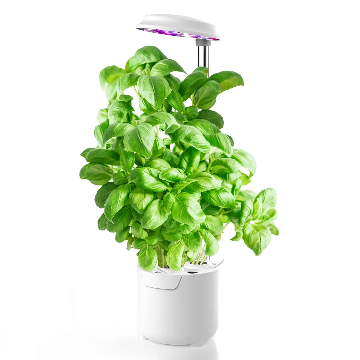 Dafne Smart Garden mini serra, idroponica kit completo per coltivazione indoor, vaso smart autoirrigante con luce led per crescita piante, altezza regolabile e timer automatico (Bianco)