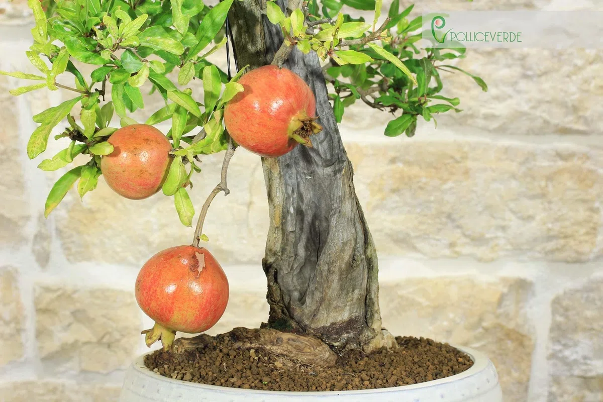 Bonsai di Melograno (136)
